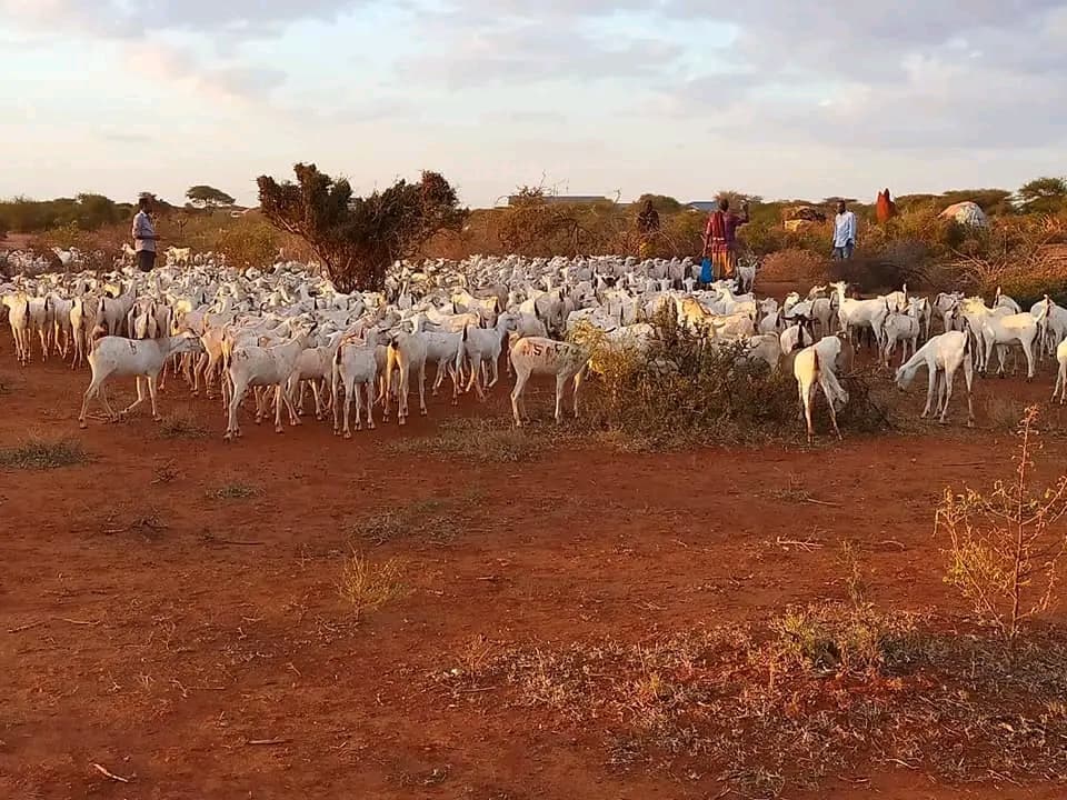 Herders bringing their flock home at dusk