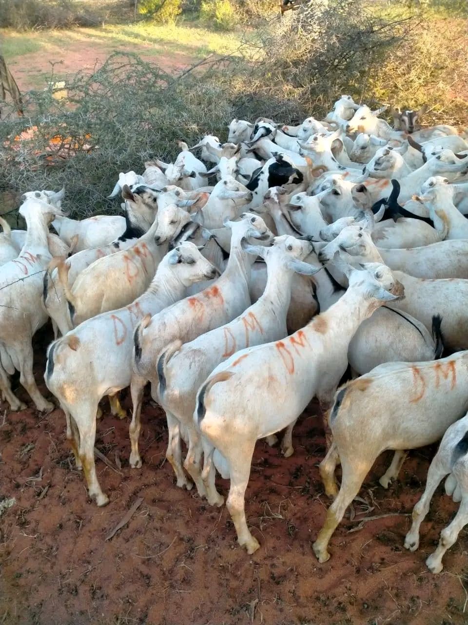 Goats marked and gathered for market on the red soil