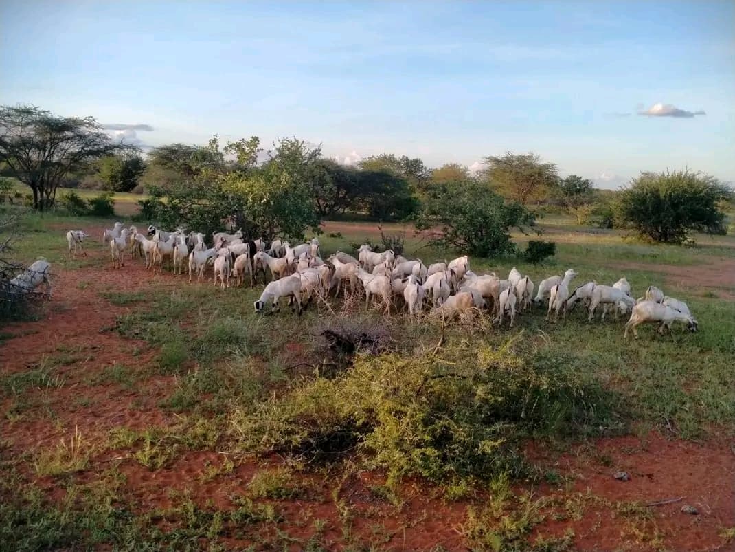 A herd grazing across open pasture under a wide Kenyan sky