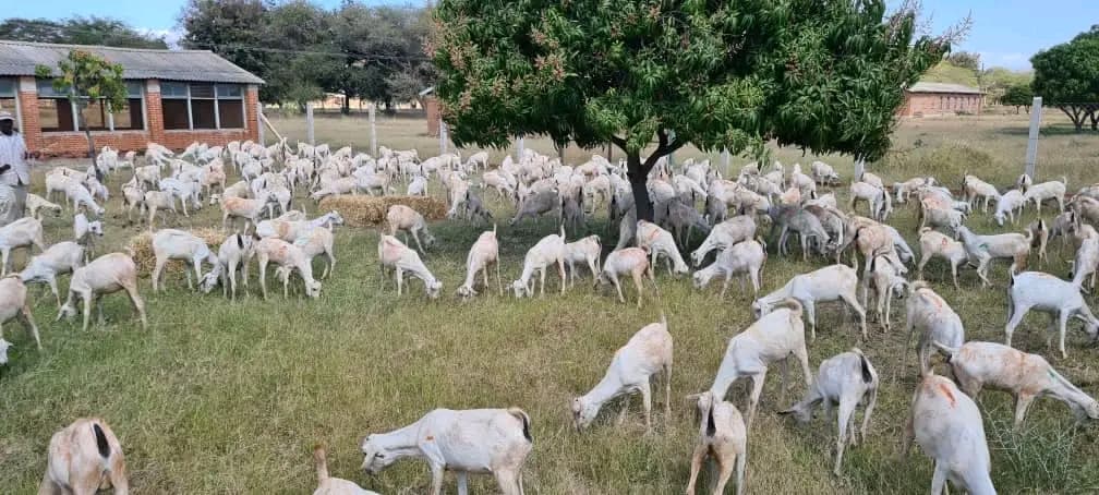 Goats grazing near a community homestead in Kenya