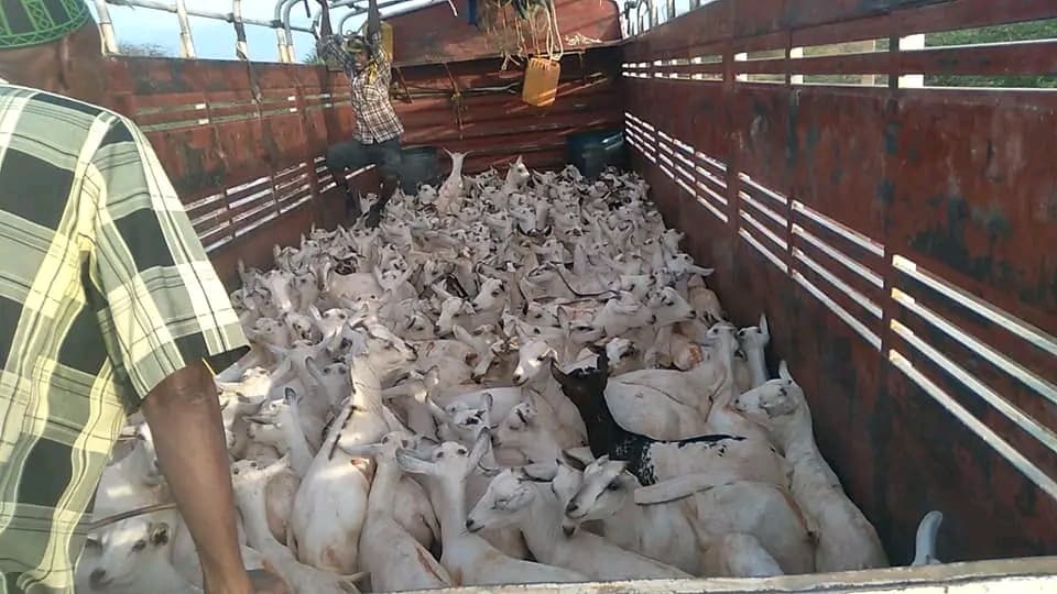 Goats loaded onto a truck ready for transport to market